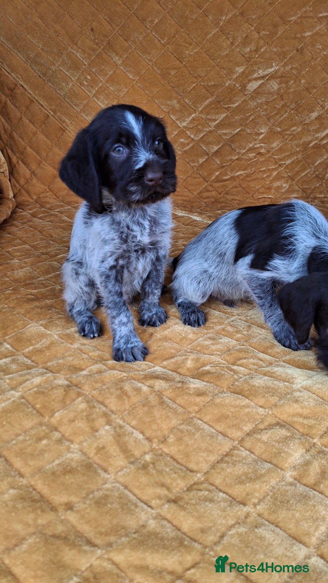 German Wirehaired Pointer dogs for sale: Quality German wirehaired pointer pups. - Image 5