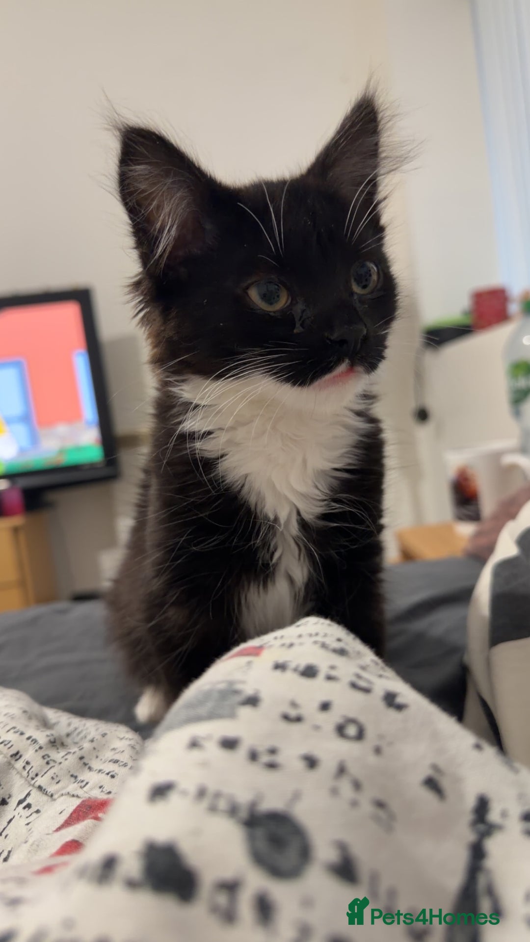 Mixed Breed cats for sale: Male and female must go together  - Advert 3