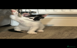 British Longhair cats for sale: Adorable male kitten still looking for a home - Image 10