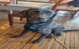 Labrador Retriever dogs for stud: Playful and handsome labrador retriever  - Image 6