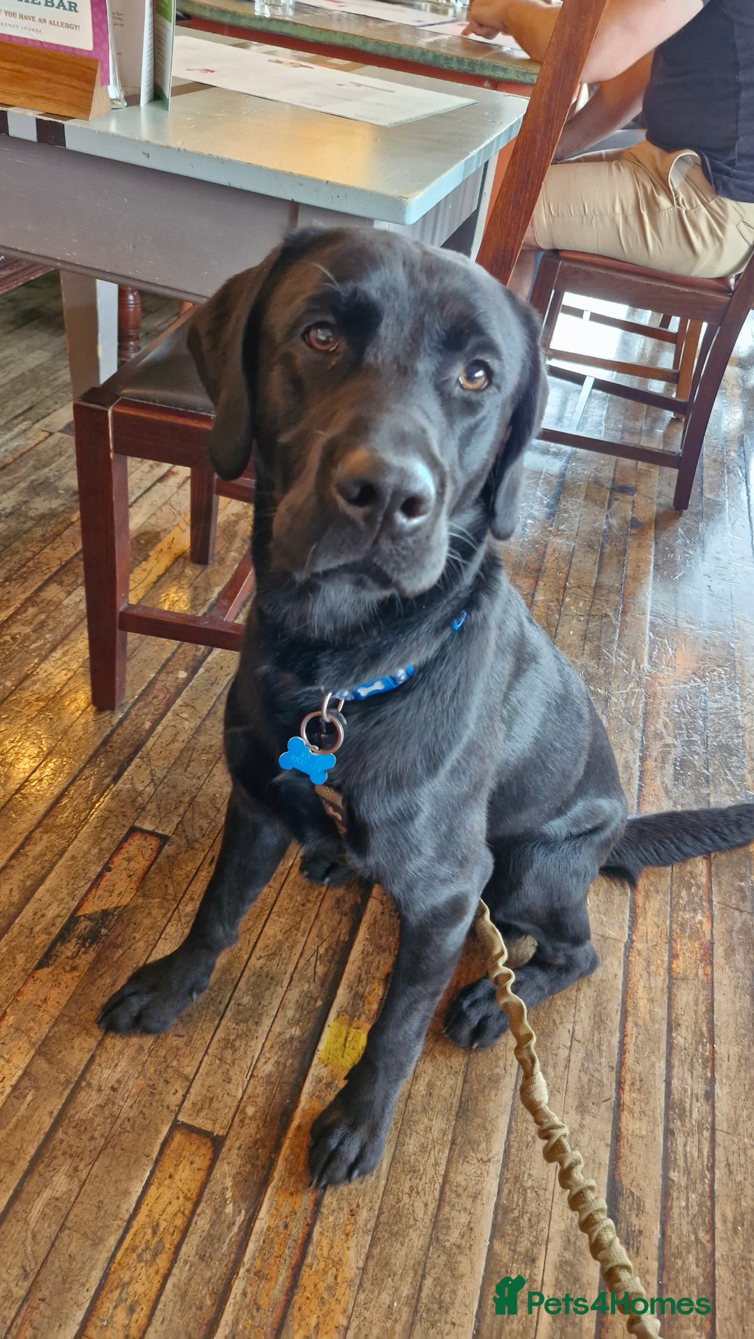 Labrador Retriever dogs for stud: Playful and handsome labrador retriever  - Image 6