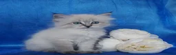 Siberian cats for sale: Siberian Kittens For Sale  - Advert 7