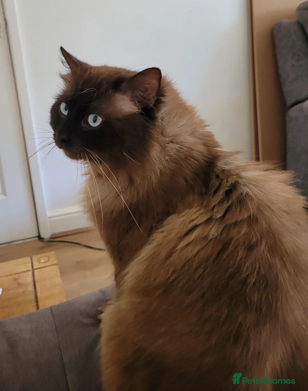 Ragdoll cats for stud: Proven chunky Ragdoll available for Stud  in Hull - Advert 8