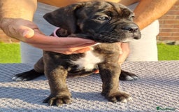 Cane Corso dogs for sale: Champion-Bloodline Cane Corso Puppies  - Image 4