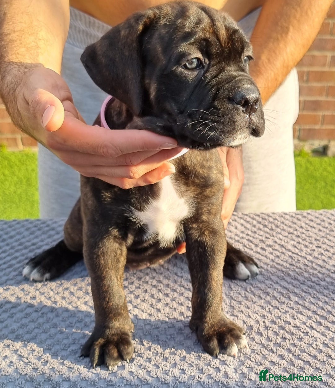Cane Corso dogs for sale: Champion-Bloodline Cane Corso Puppies  - Image 4