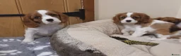 Cavalier King Charles Spaniel dogs for sale:  Health tested puppies ready now - Advert 4