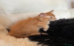 Maine Coon cats for sale: Red Maine coon female kittens, TICA reg - Image 34