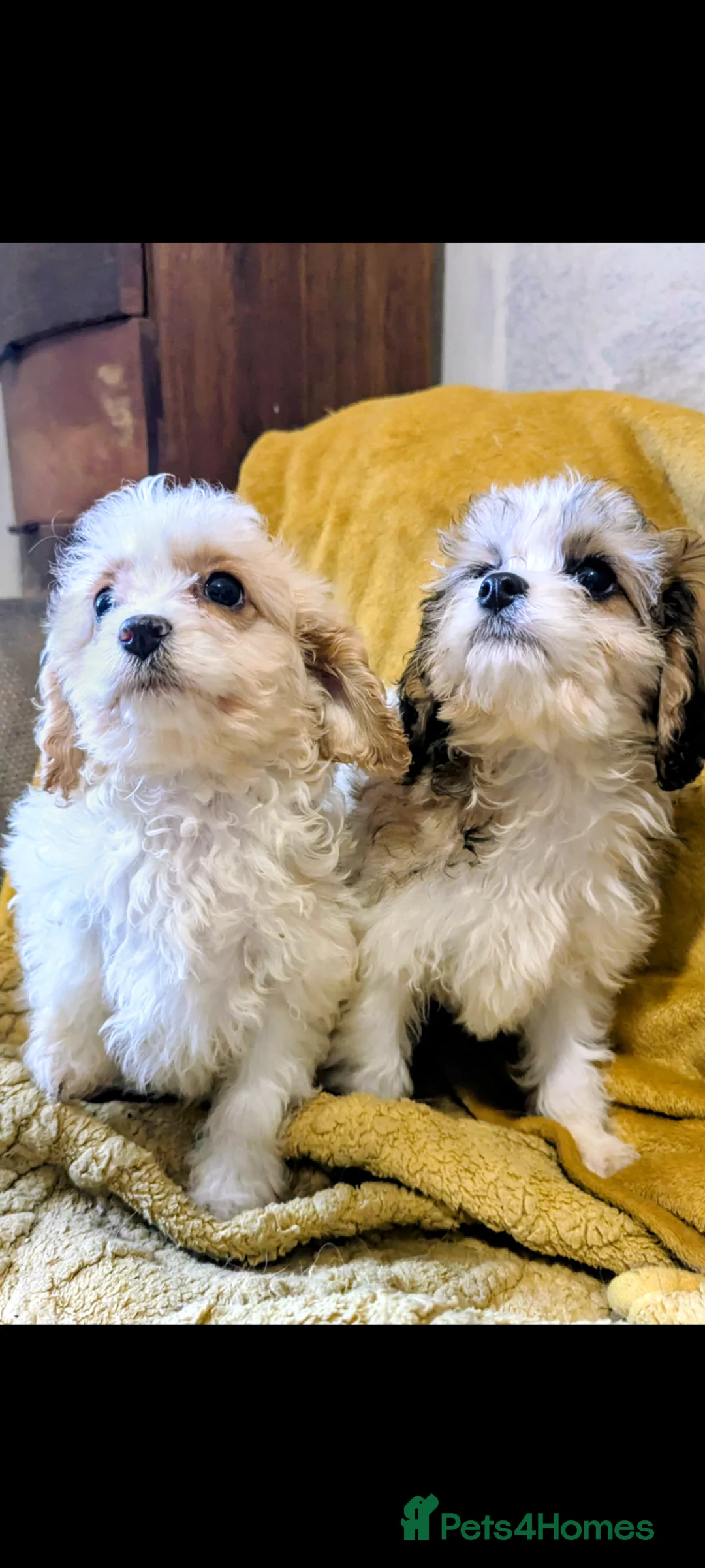Cavapoo dogs for sale: Beautiful toy cavapoo pups (health tested parents) - Advert 1