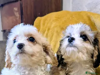 Cavapoo dogs Beautiful toy cavapoo pups (health tested parents) - Advert 8