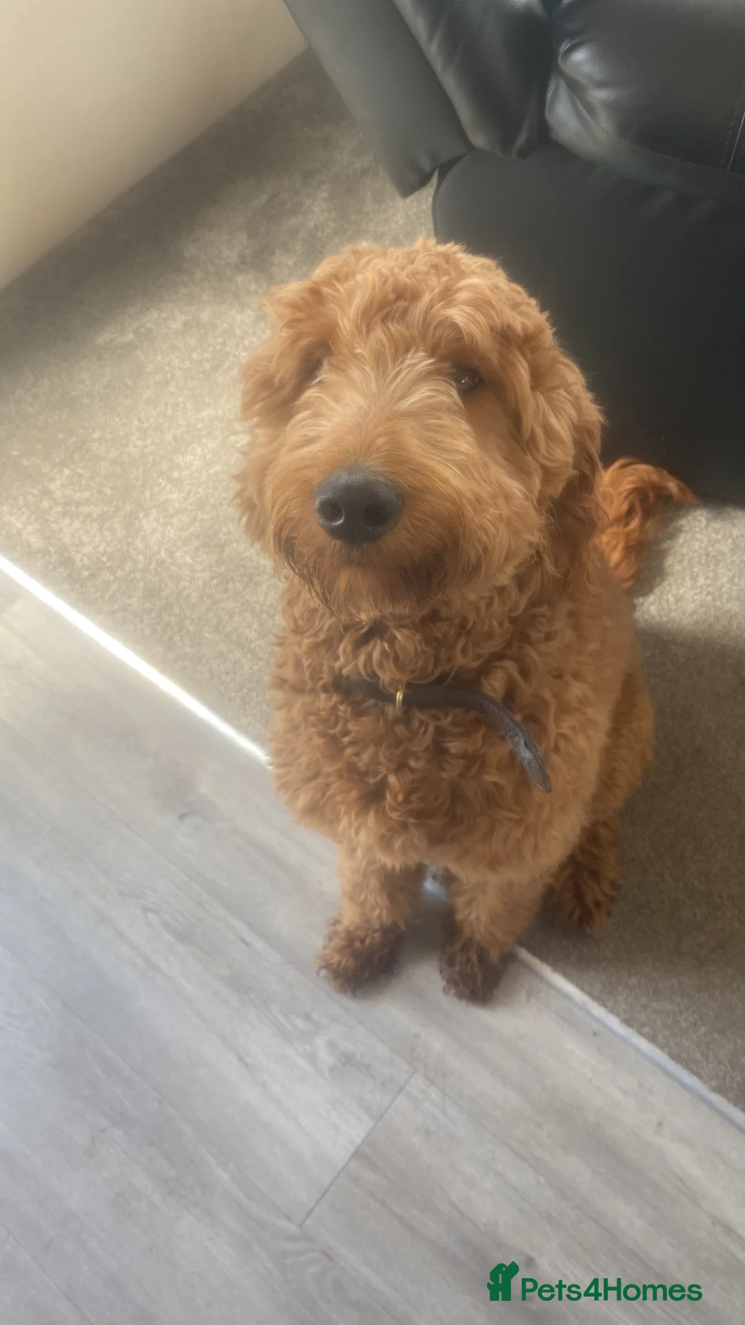 Irish Doodle dogs for stud: BARRY in Chesterfield - Advert 1