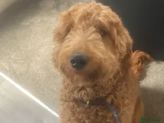 Irish Doodle dogs BARRY - Advert 1
