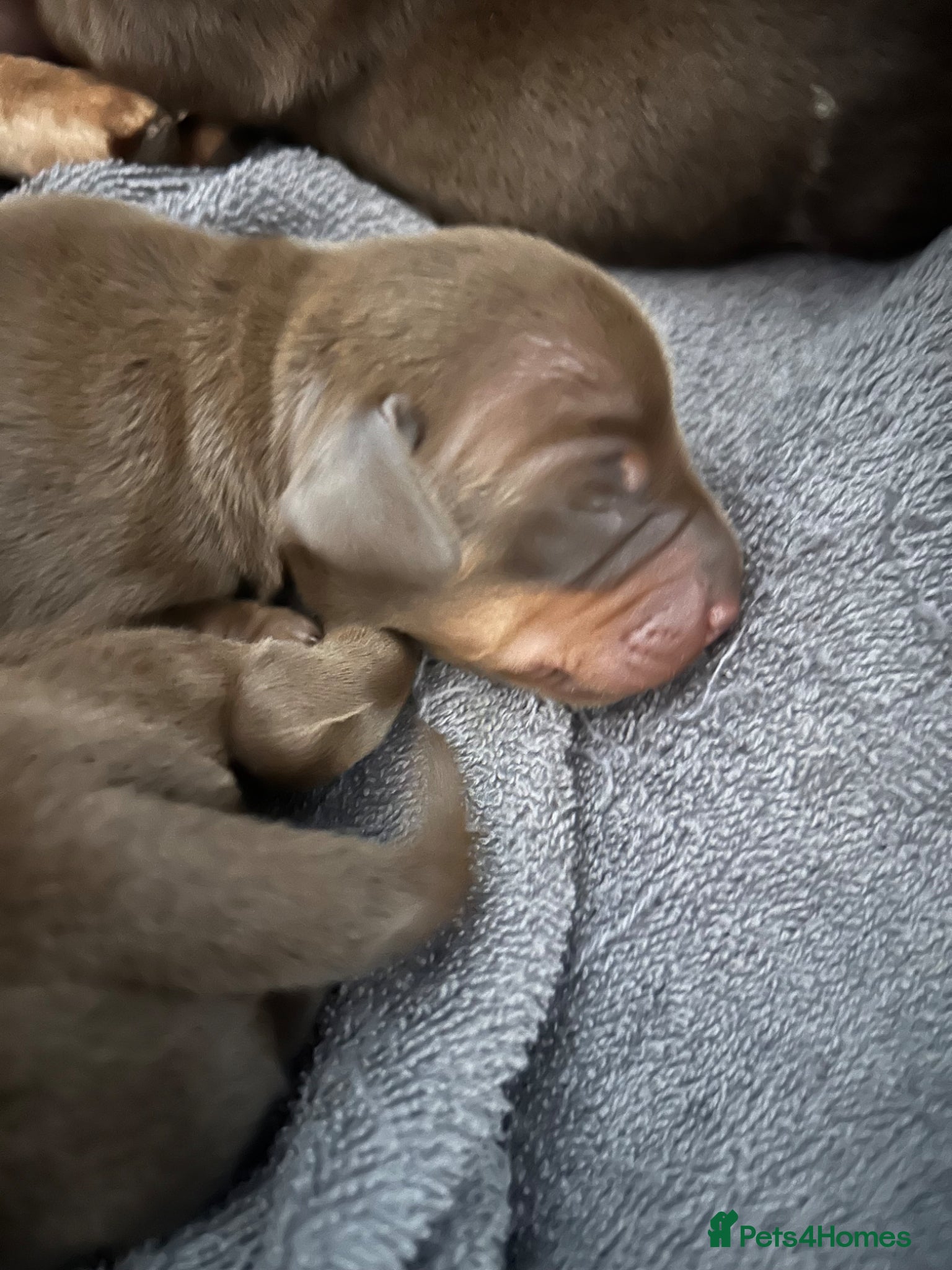 Miniature Dachshund dogs for sale: 3 miniature dashund boys kc reg - Advert 9