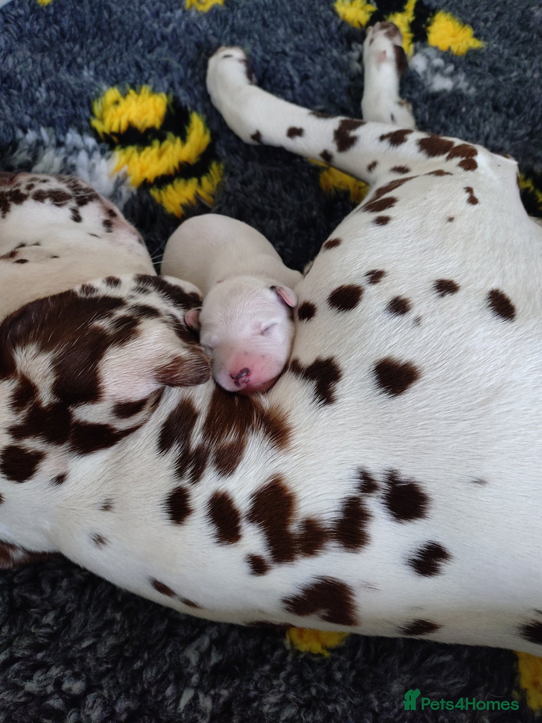 Dalmatian dogs for sale: Looking for 5* homes   - Image 6