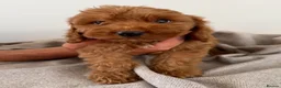Cockapoo dogs for sale: Cockapoo Puppies - Advert 9
