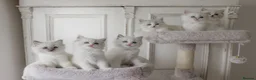 Ragdoll cats for sale: the Best Ragdoll kittens - Advert 8