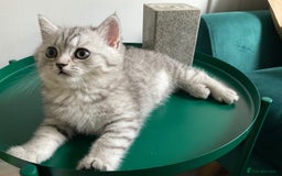 British Shorthair cats for sale: British Shorthair Kitten - Image 7