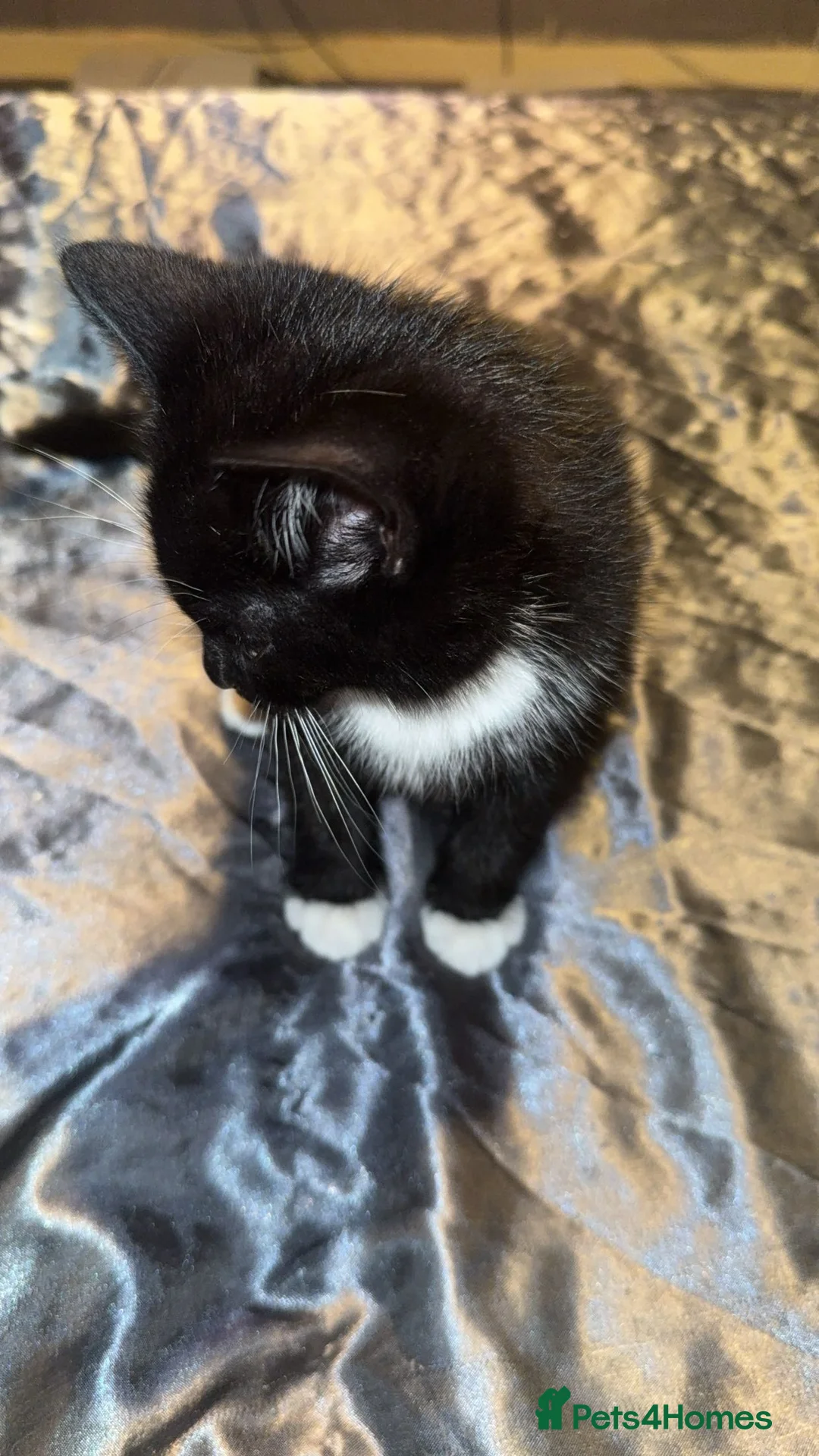 American Shorthair cats for sale: kitten - Advert 6