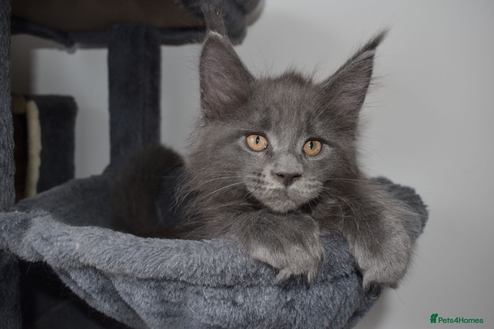 Maine Coon cats 👻😻 TICA REGISTERED last 2 kittens left👻😻 - Advert 2