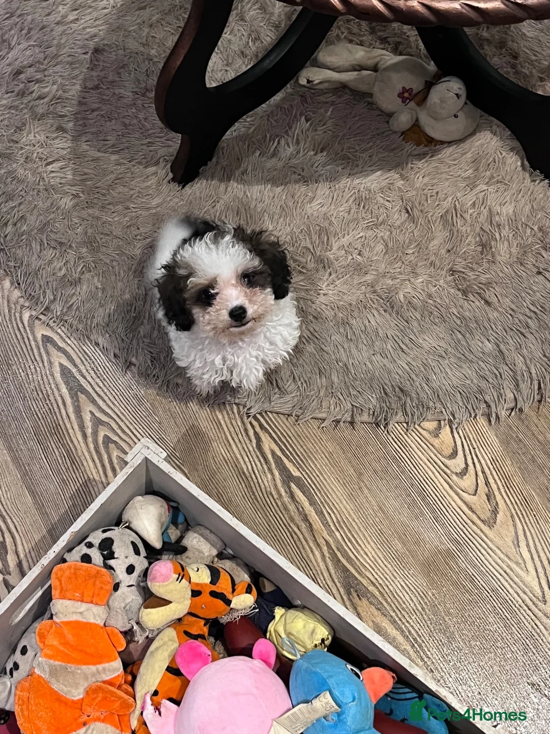 Cavapoo dogs for sale: WAITING LIST  - Advert 2