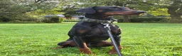Dobermann dogs for sale: Bear  - Advert 6