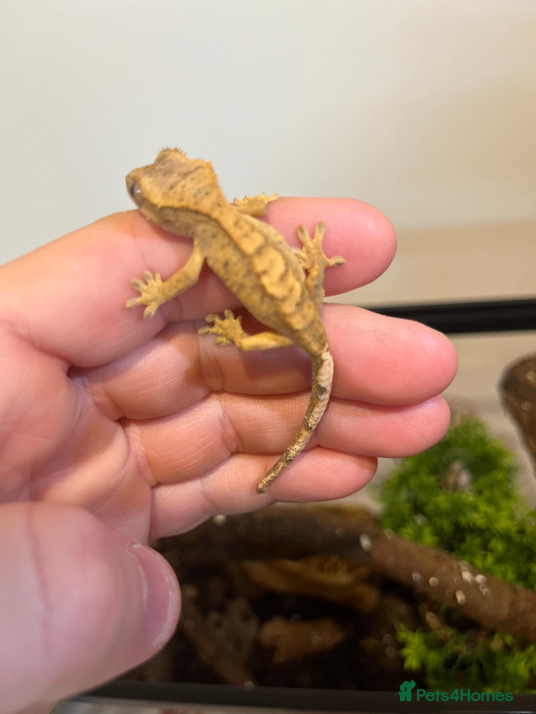 Gecko reptiles for sale: Crested gecko babies for sale  - Advert 25