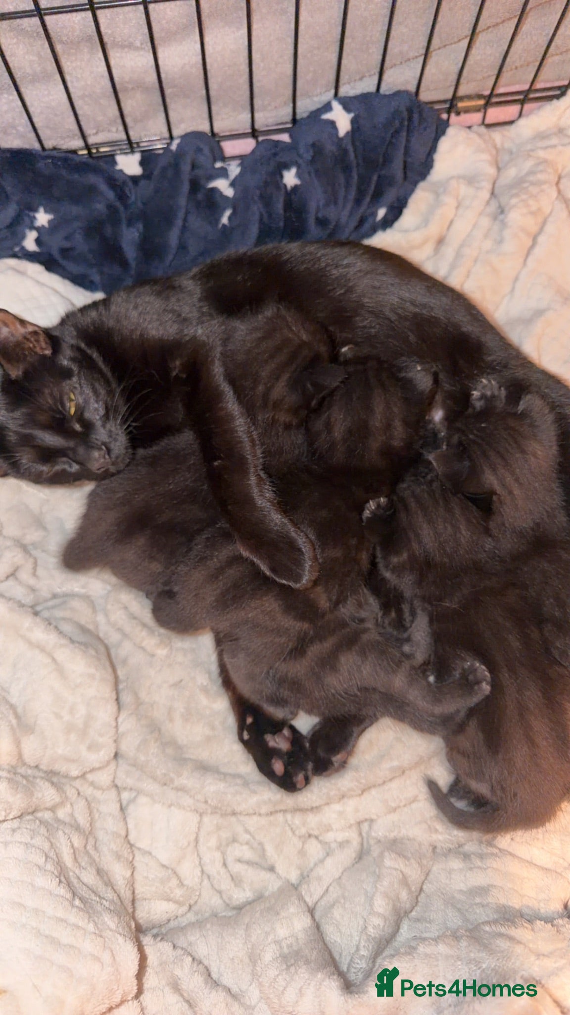 British Shorthair cats 5 beautiful black kittens  - Advert 1