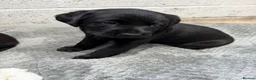 Labrador Retriever dogs for sale: Black Labrador Puppies in Swadlincote - Advert 8
