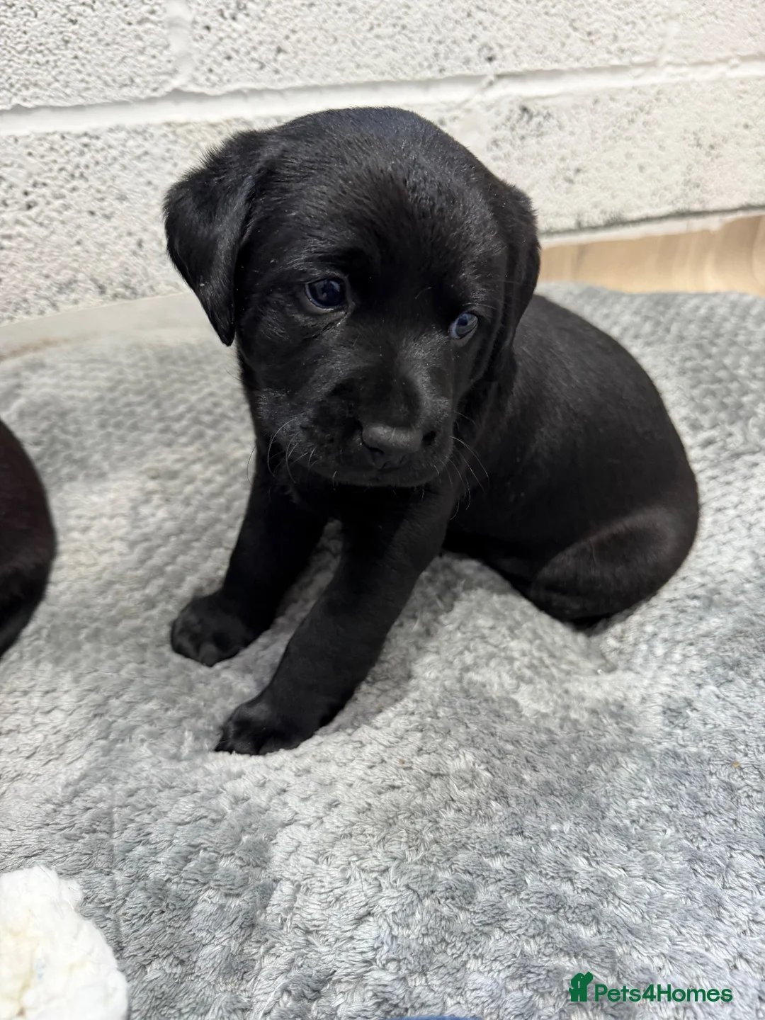 Labrador Retriever dogs for sale: Black Labrador Puppies in Swadlincote - Advert 8
