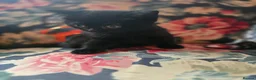 British Shorthair cats for sale: Beautiful kittens looking forever home 🏡 😍  - Advert 11