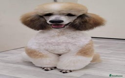 Standard Poodle dogs for stud: K.C Registered Standard poodle in Nottingham - Image 2