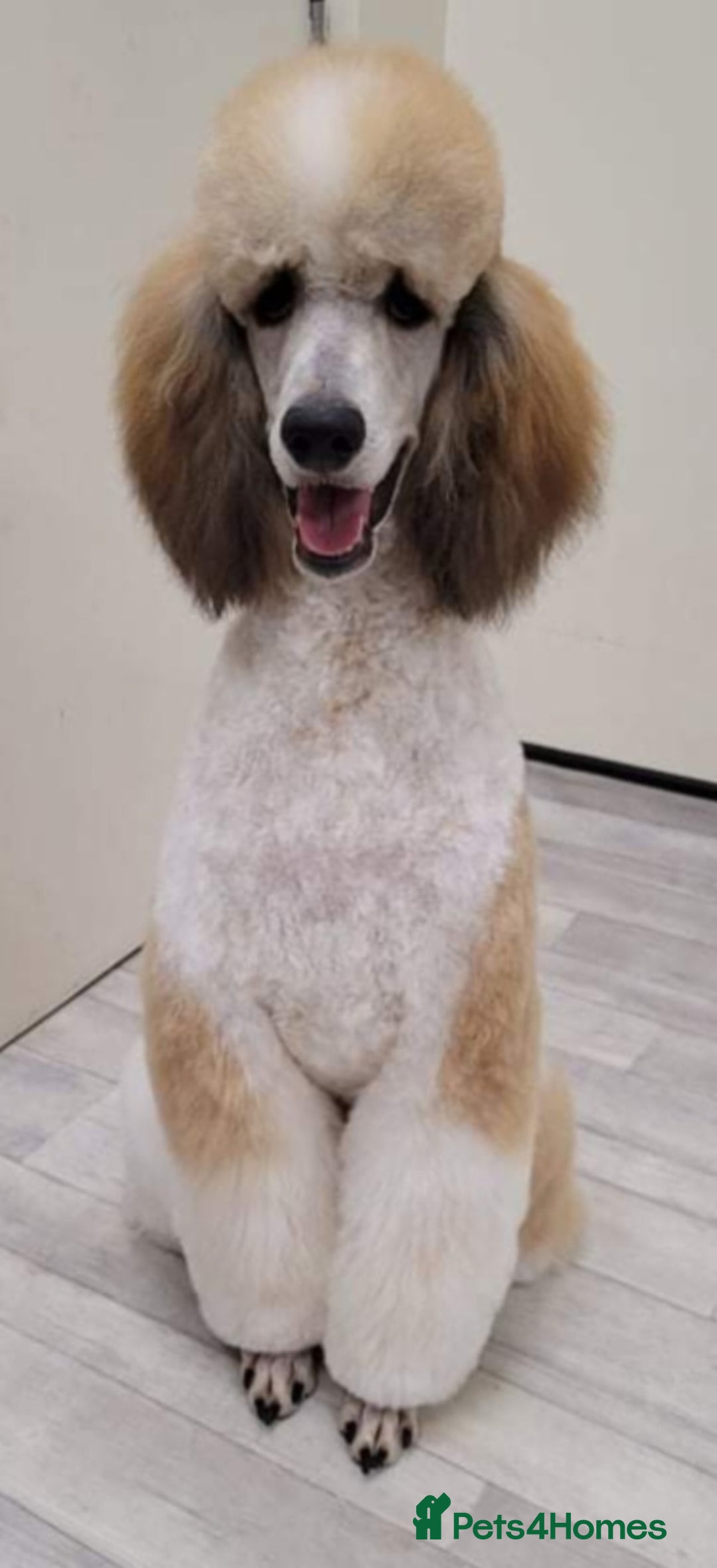 Standard Poodle dogs for stud: K.C Registered Standard poodle in Nottingham - Image 2