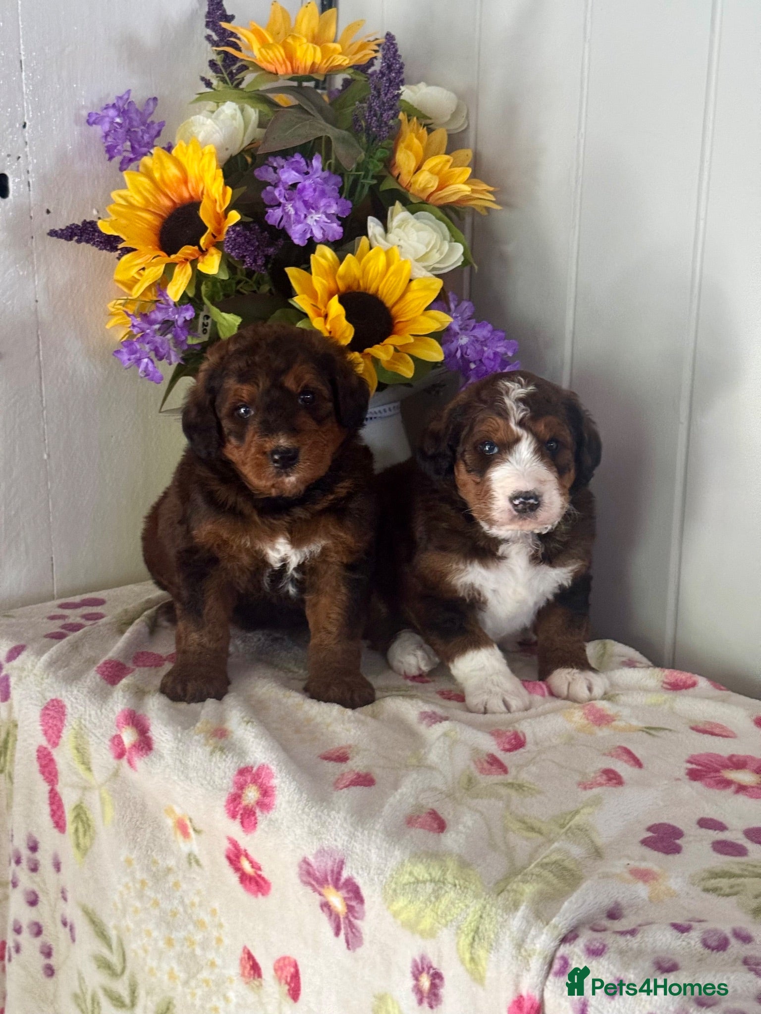 Bernedoodle dogs 4 gorgeous medium size bernedoodle puppies  - Advert 4