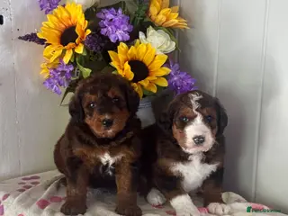 Bernedoodle dogs 4 gorgeous medium size bernedoodle puppies - Advert 4