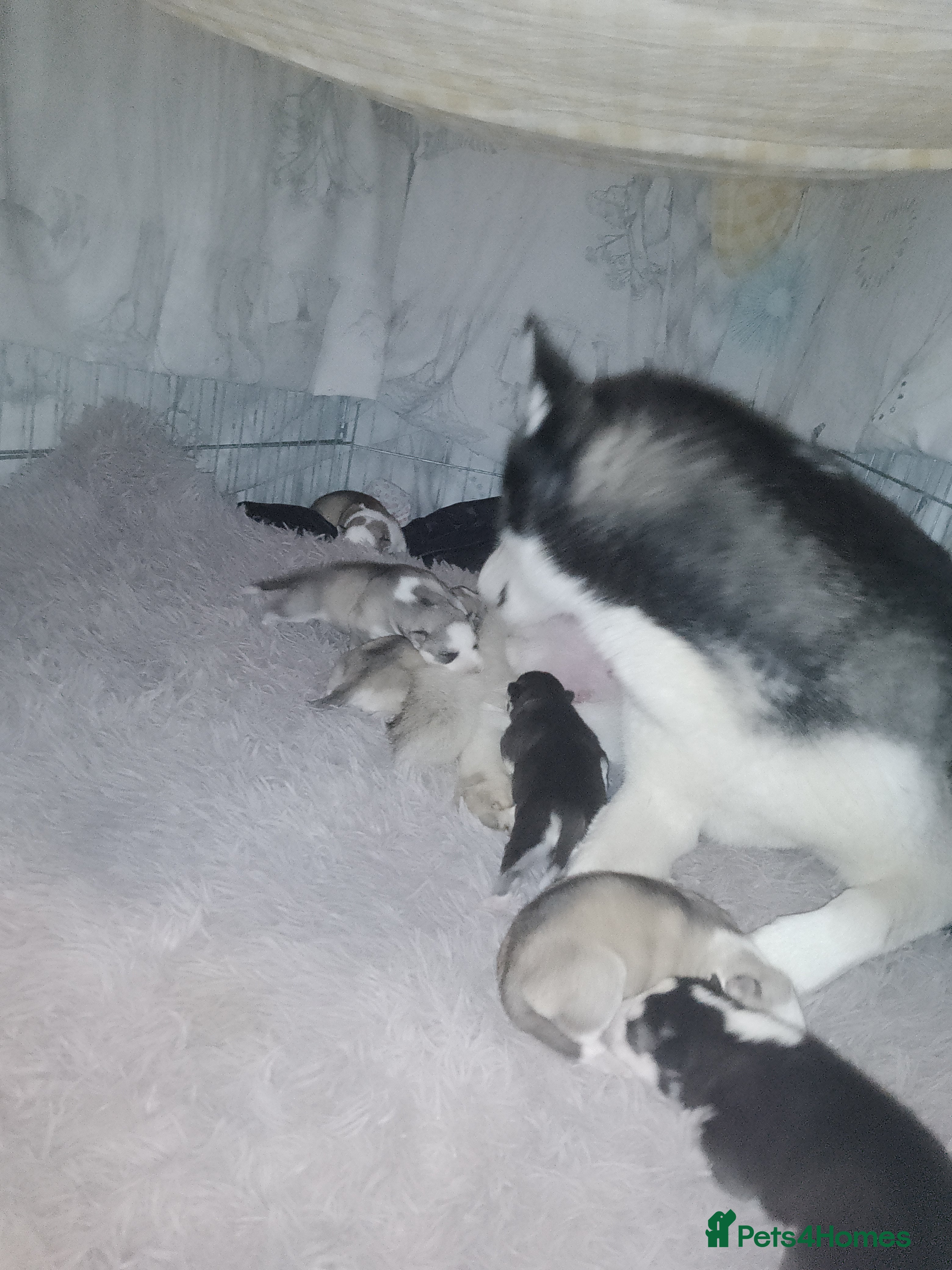 Siberian Husky dogs Stunning Blue-Eyed Siberian Husky Puppies - Advert 4