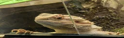 Bearded Dragon reptiles for sale: Male Bearded Dragon - Advert 1