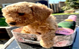 Cockapoo dogs for sale: Mini Cockapoo Puppies Kent - Image 7