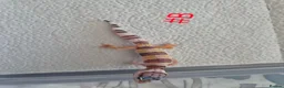 Leopard Gecko reptiles for sale: Leopard geckos available  - Advert 8
