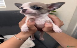 Chihuahua dogs for sale: 5Stunning tiny Smooth coat 🍏head chihuahua puppys - Image 18