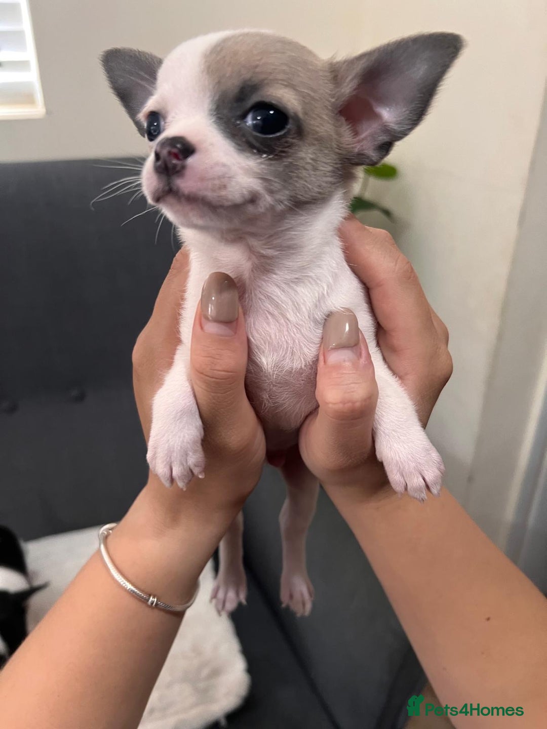 Chihuahua dogs for sale: 5Stunning tiny Smooth coat 🍏head chihuahua puppys - Image 18