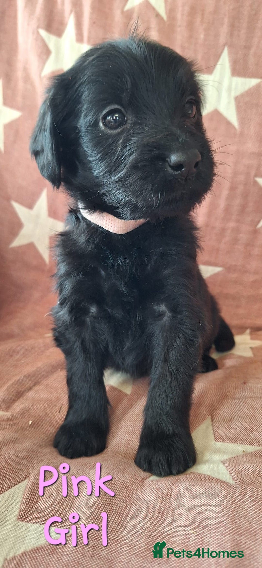 Australian Labradoodle dogs for sale: Miniture labradoodle puppies available  - Image 4