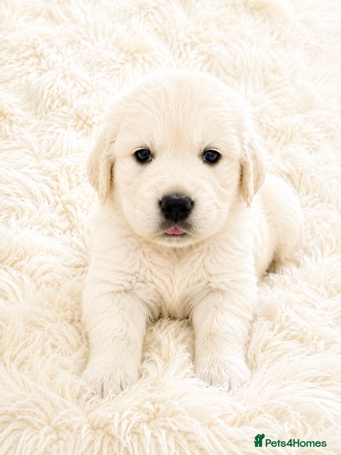 Golden Retriever dogs Newmiller Retrievers Puppies Avaliable  - Advert 1