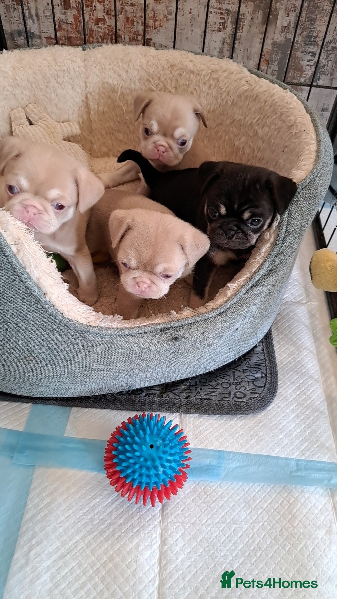Pug dogs for sale: adorable pink pug puppies - Advert 5