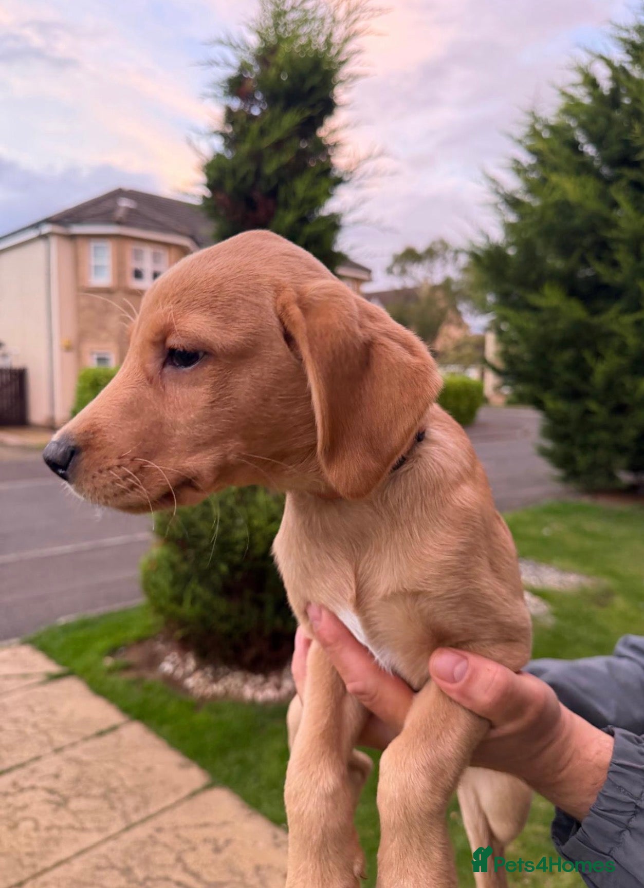 Labrador Retriever dogs Working Line Labrador Puppies  - Advert 2