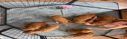 Cockapoo dogs for sale: F1 Cockapoos READY TO LEAVE NOW  - Advert 6