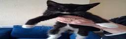 Mixed Breed cats for sale: 4 beautiful kittens  - Advert 3