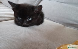 Mixed Breed cats for sale: Black Male Kitten  - Image 1