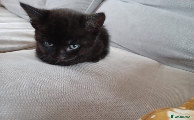 Mixed Breed cats - Advert 10