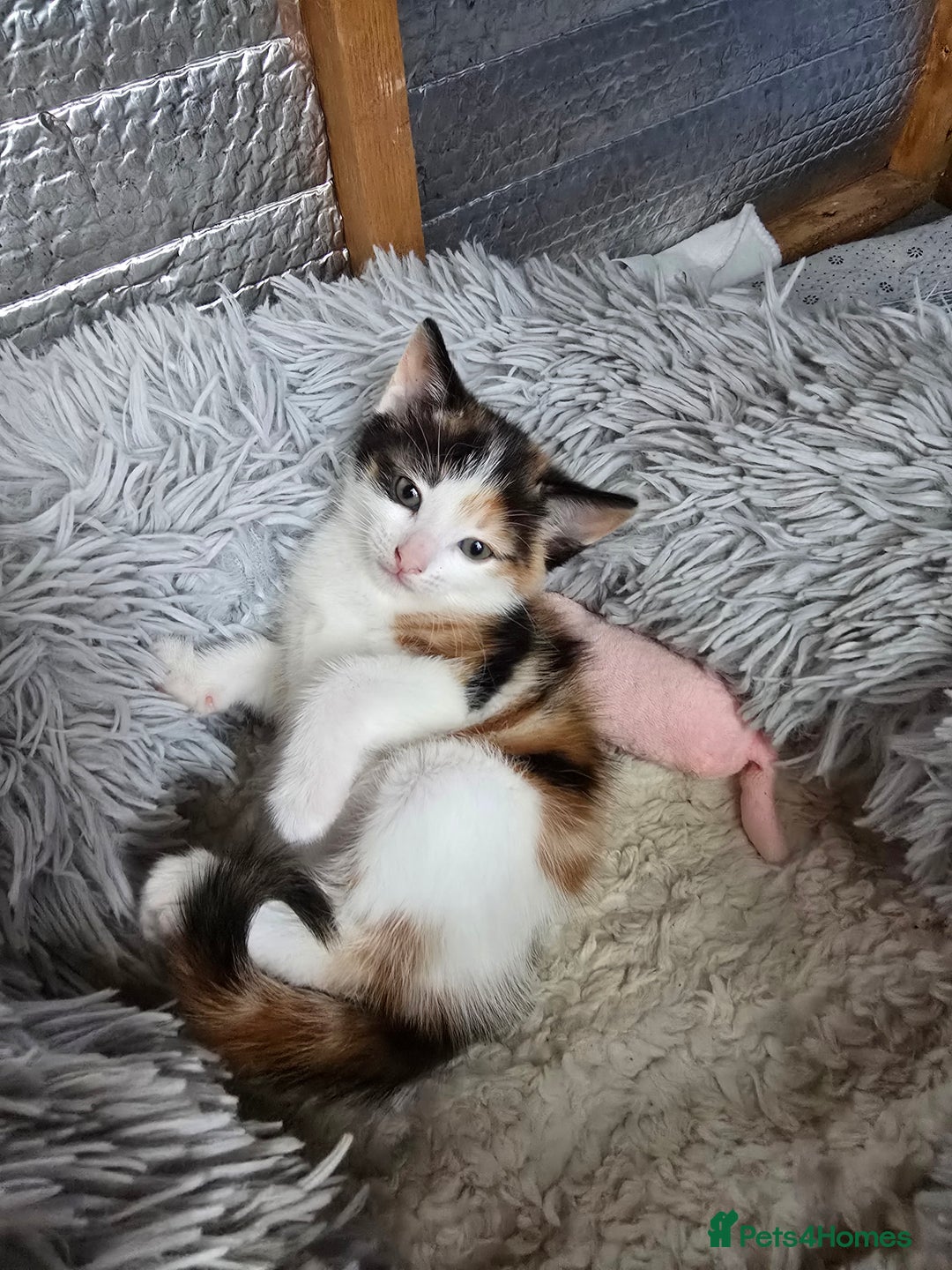 Mixed Breed cats for sale: Premium mixed breed kittens - Image 30