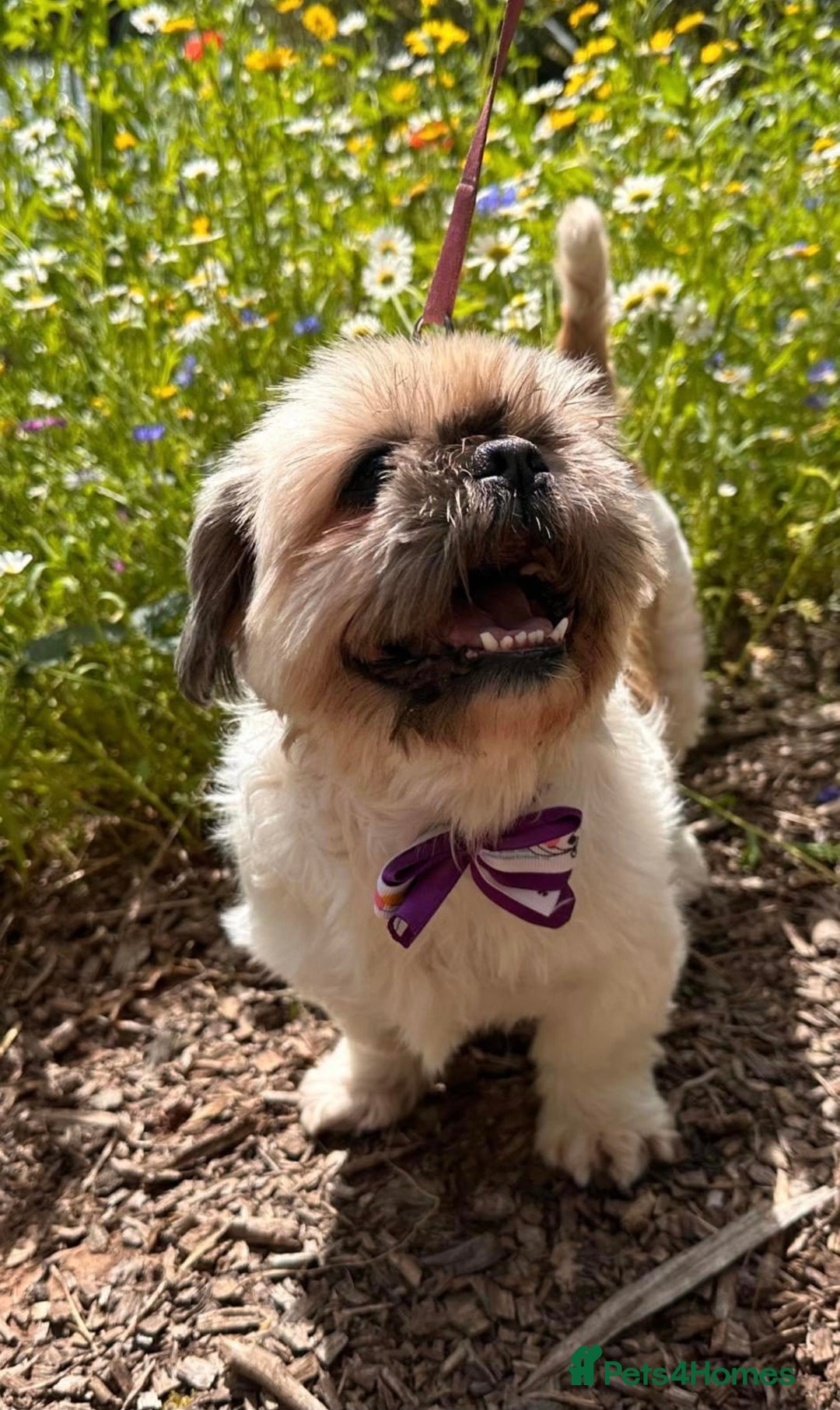 Gallery Image {{count}}