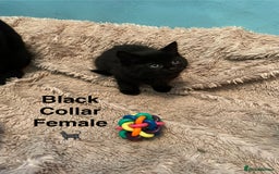 British Shorthair cats for sale: ⭐️🐈‍⬛READY NOW!! British SH Black Kittens⭐️🐈‍⬛ - Image 10